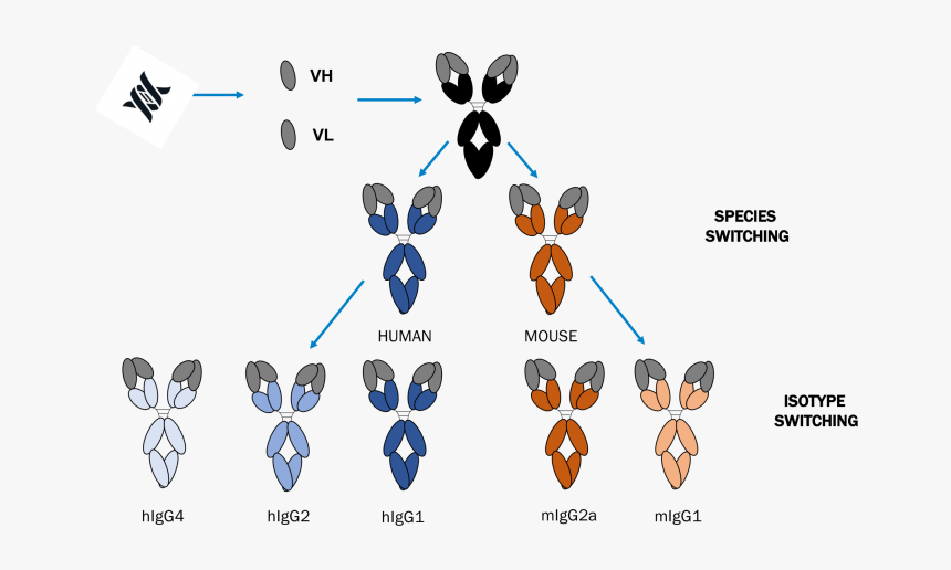 Expertise Working With A Wide Range Of Antibody Formats,, HD Png Download