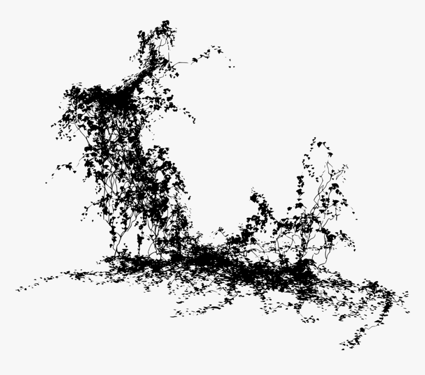 Transparent Climbers Plants Png, Png Download