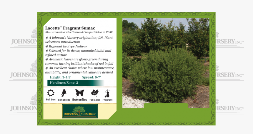 Lacette™ Fragrant Sumac Rhus Aromatica Fine Textured - Fall Fiesta Sugar Maple Leaf, HD Png Download