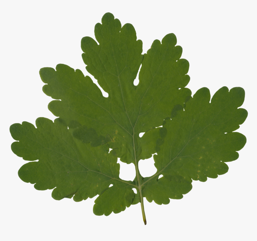 Gambel Oak, HD Png Download