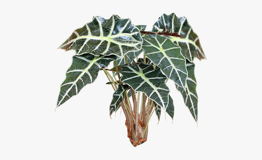 Plant Texture Transparent Backgrounf, HD Png Download