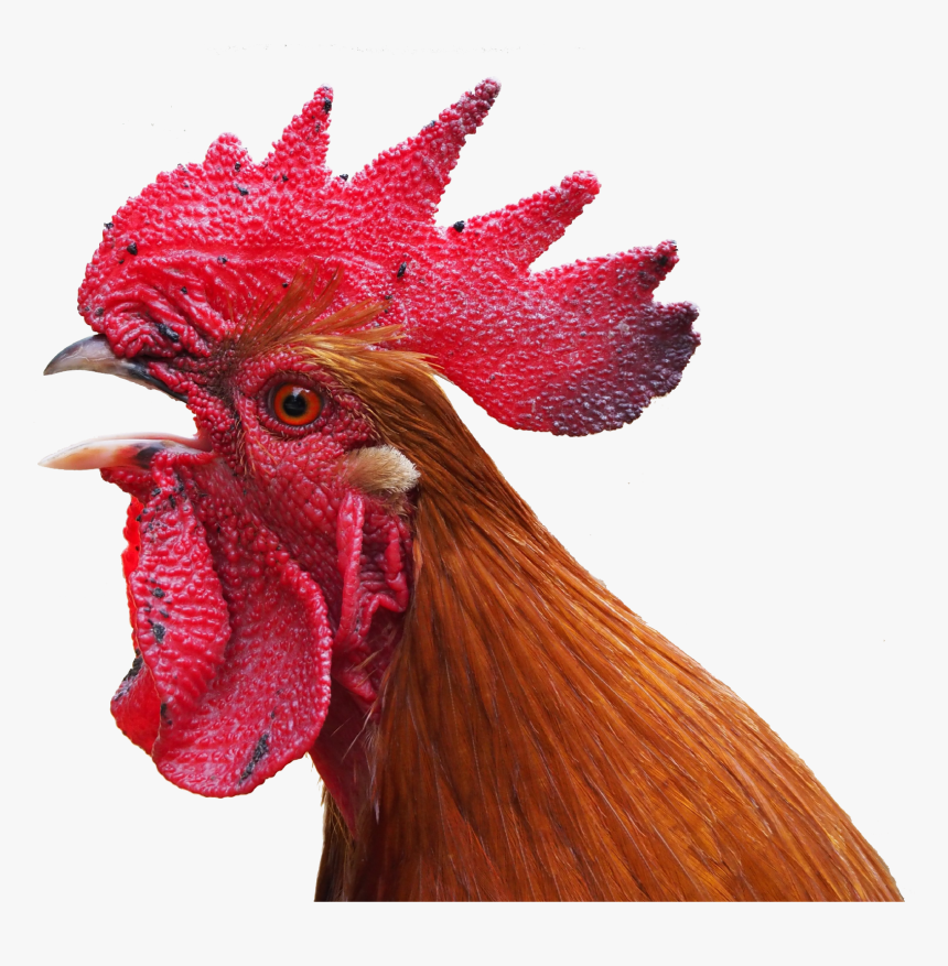 Chicken, HD Png Download