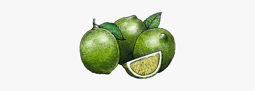 Lime, HD Png Download