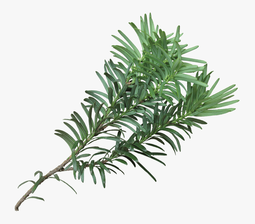 Western Yew, HD Png Download