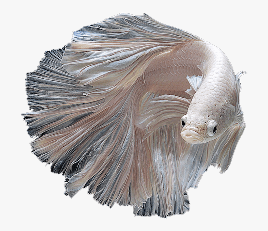 Albino Siamese Fighting Fish , Png Download - Siamese Fighter Fish Png, Transparent Png