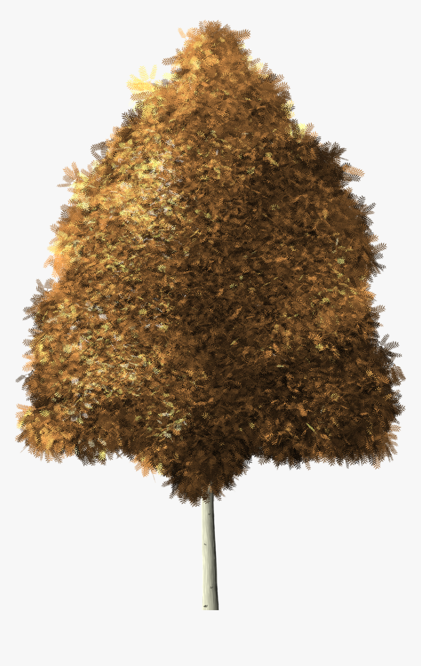 Quaking Aspen Png, Transparent Png