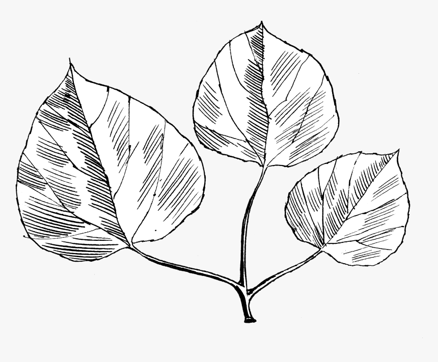 Quaking Aspen - Line Art, HD Png Download
