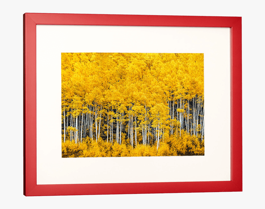 Aspen Tree Png, Transparent Png