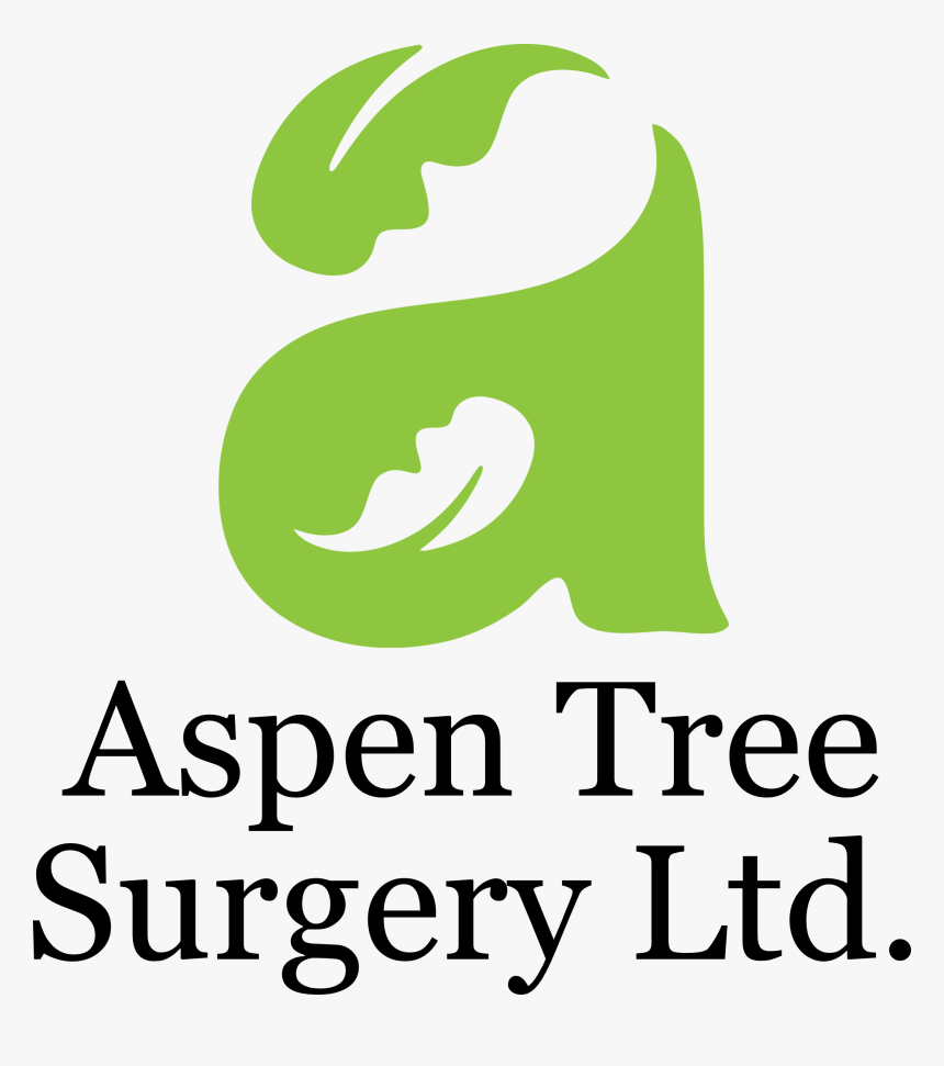 Aspen Tree Png, Transparent Png