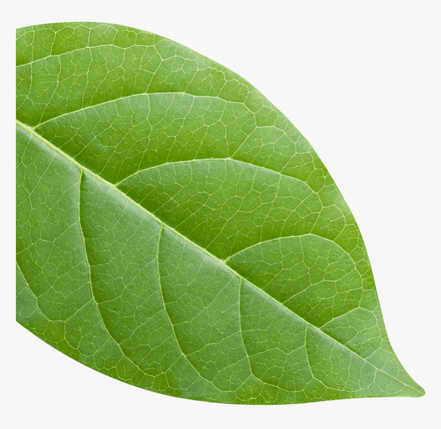 American Aspen , Png Download - American Aspen, Transparent Png