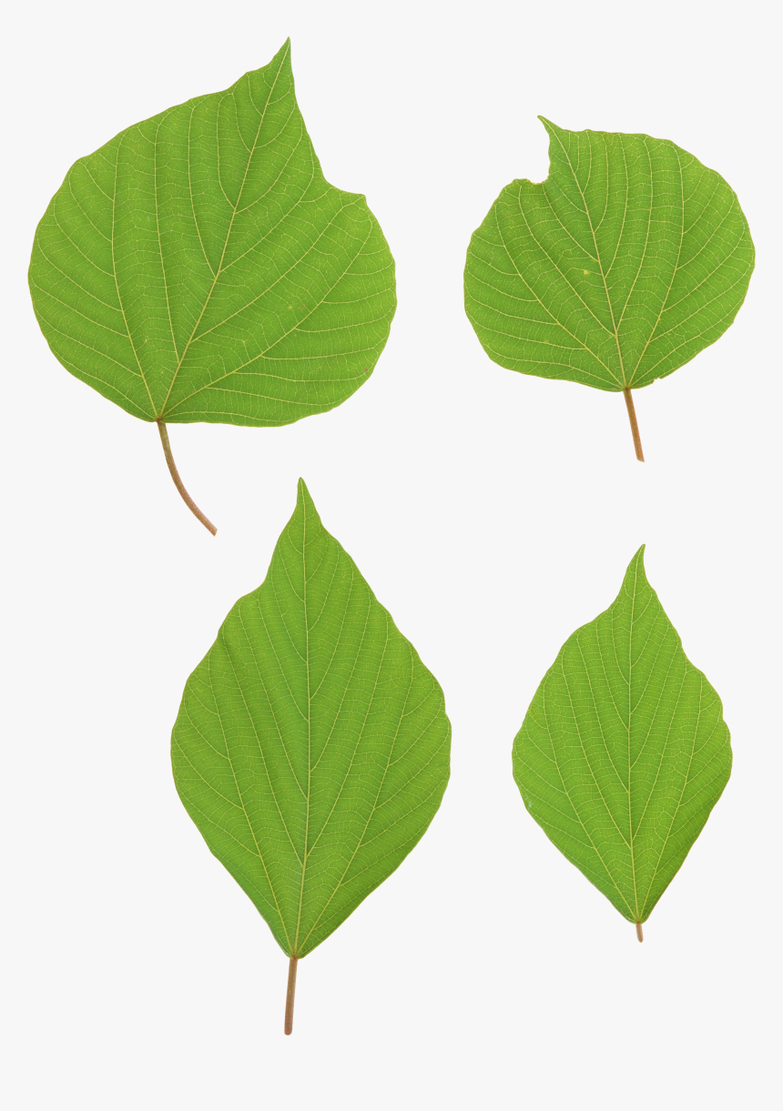 Green Leaves Picture Png - Portable Network Graphics, Transparent Png