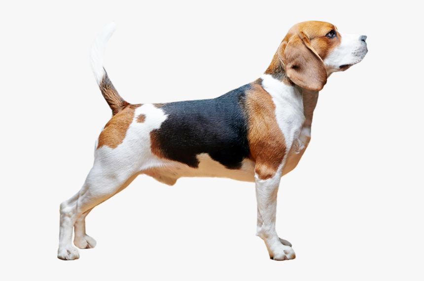 Online Shopping , Png Download, Transparent Png