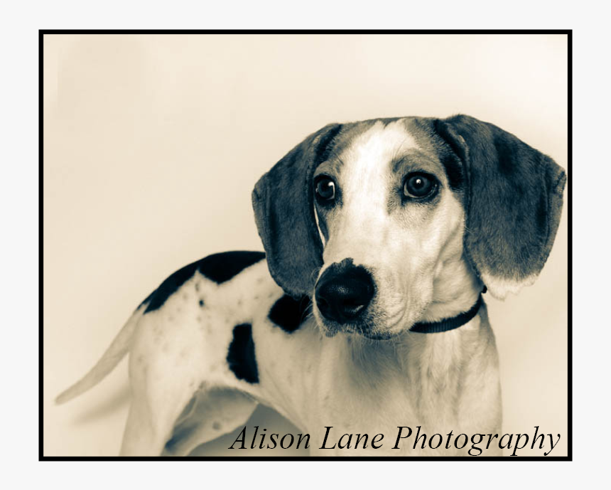 Harrier, HD Png Download