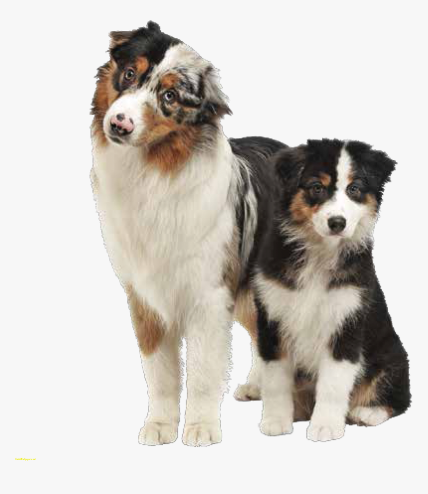 Transparent German Shepherd Clipart - Australian Shepherd Bernese Mountain Dog, HD Png Download