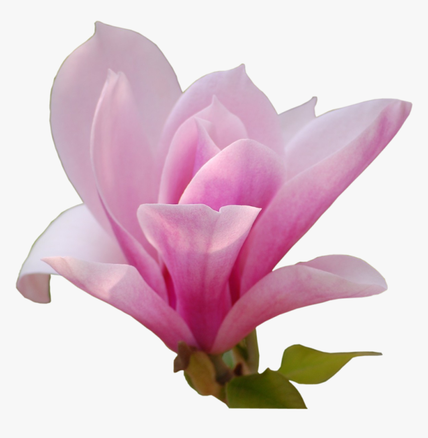 Chinese Magnolia - Magnolia Png, Transparent Png