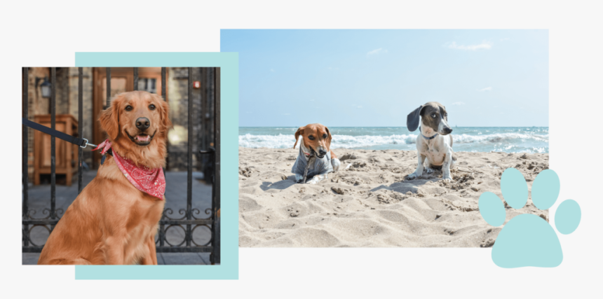Beagle, HD Png Download