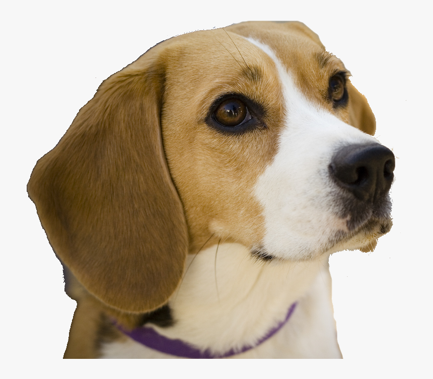 Dog Breeds For Beginners, HD Png Download