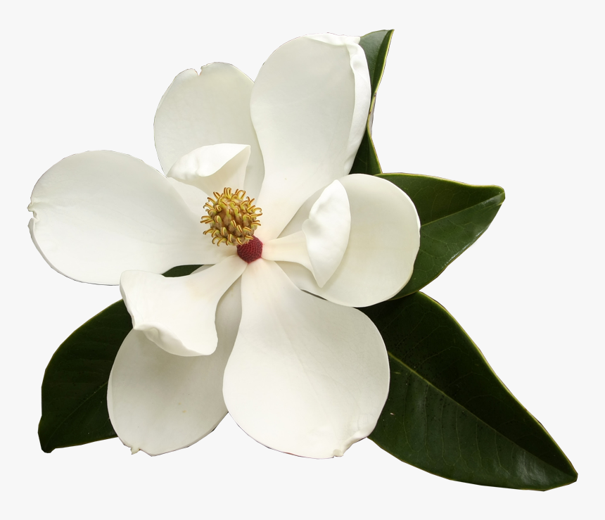 Photo Album Lake Jackson - Magnolia Flower No Background, HD Png Download