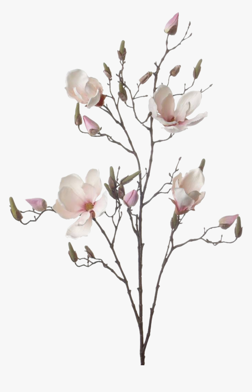 Magnolia Branch Png, Transparent Png