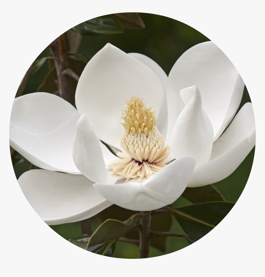 Magnolia Tree Flower, HD Png Download