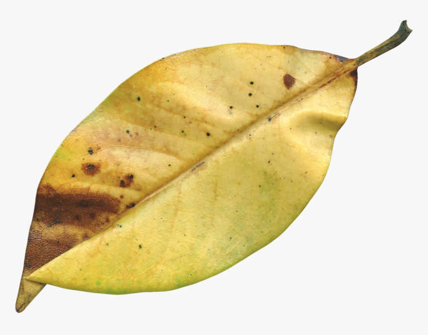 Transparent Dry Leaf Png, Png Download