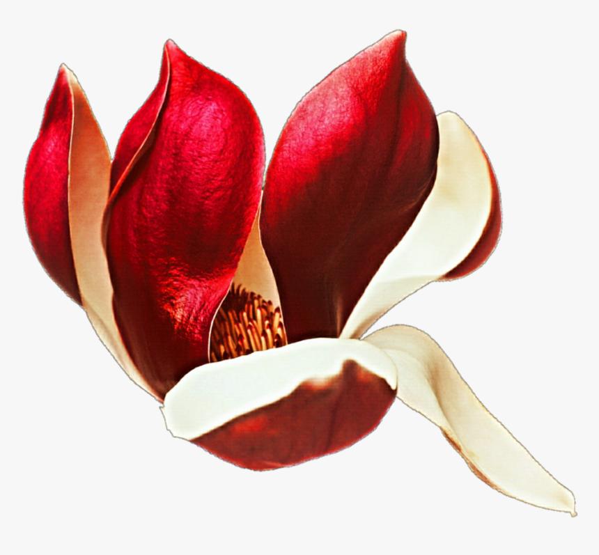 Tulipa Humilis , Png Download - Tulipa Humilis, Transparent Png
