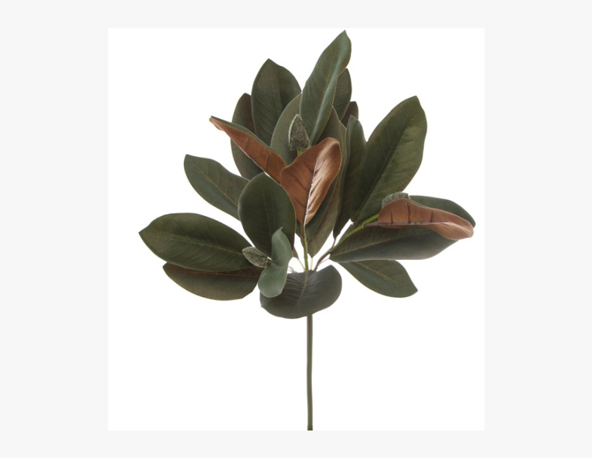 Mexican Pinyon, HD Png Download