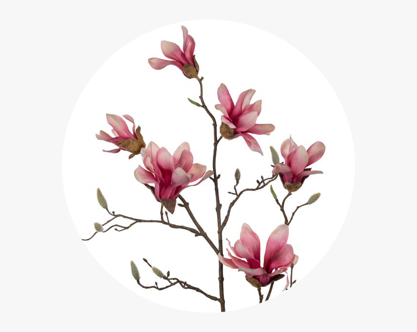 Chinese Magnolia , Png Download - Chinese Magnolia, Transparent Png