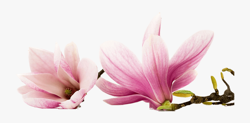 Magnolia - Edible Magnolia Flowers, HD Png Download