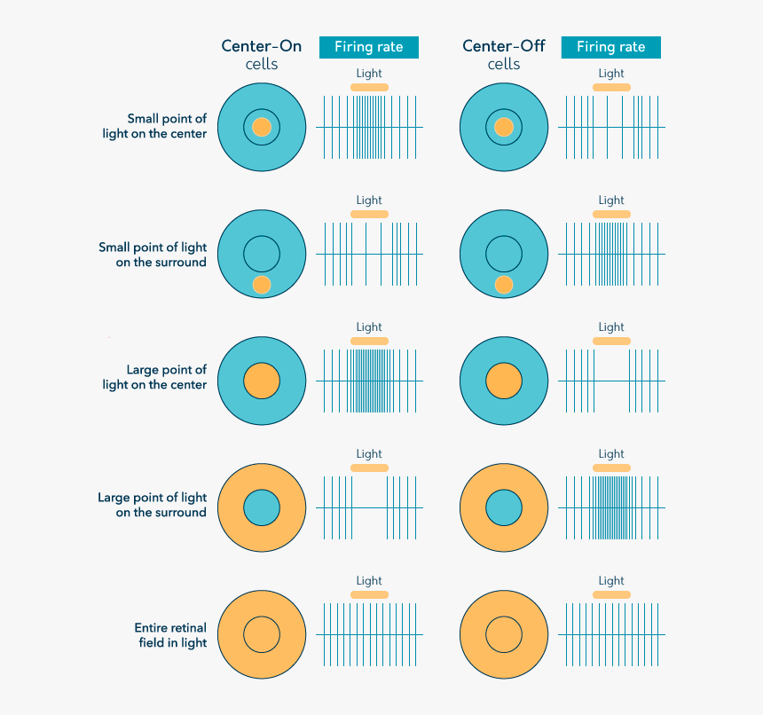 Psy5 - 14 - Circle, HD Png Download