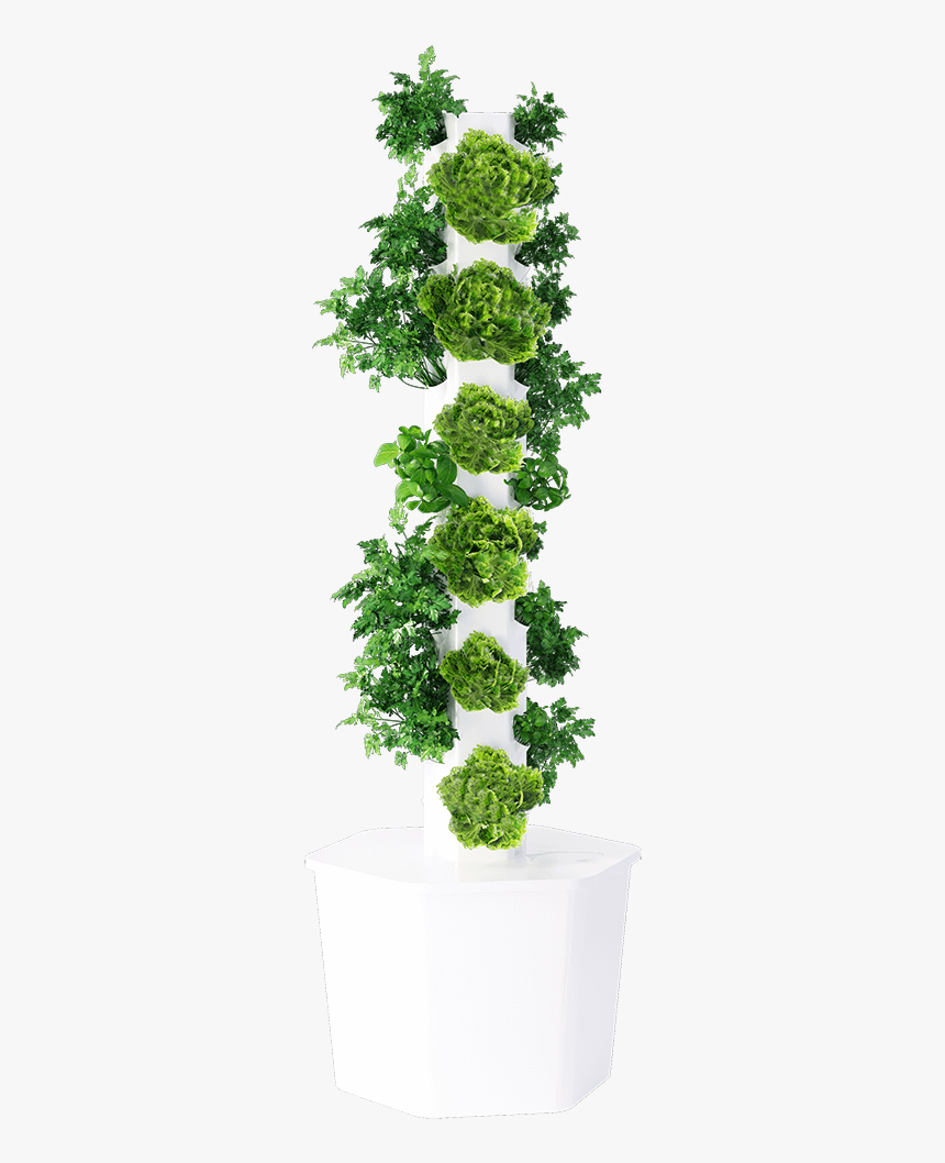 Maidenhair Tree, HD Png Download