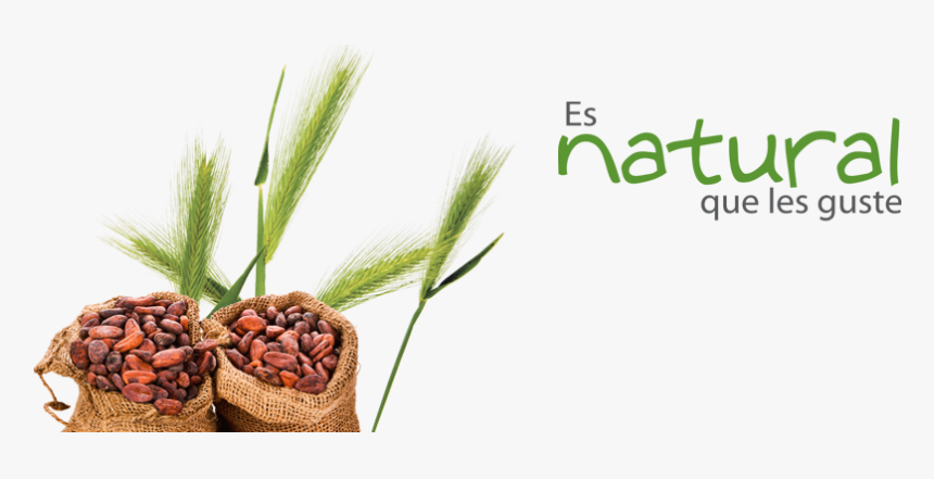 Durum, HD Png Download