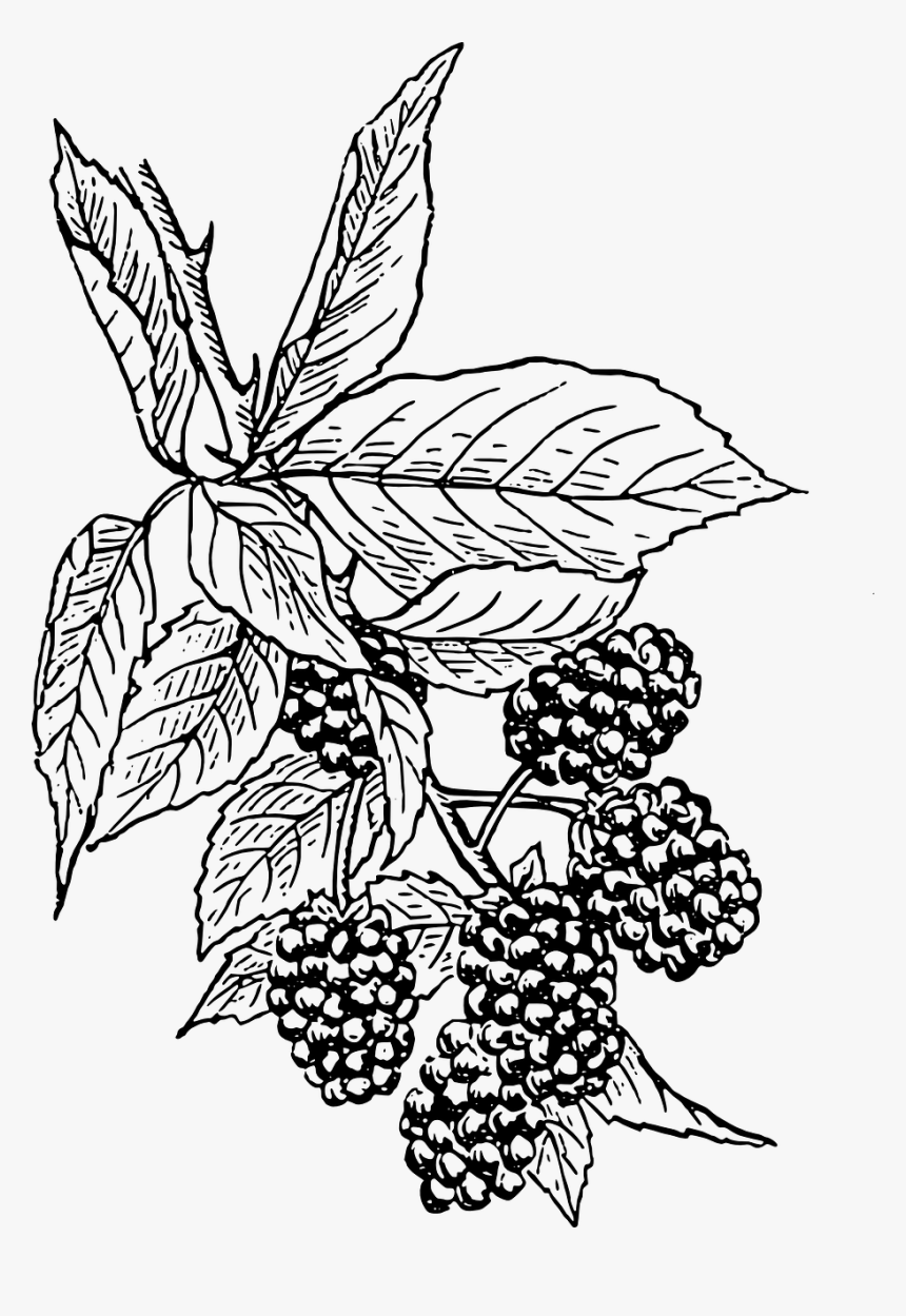 Blackberry Clip Art, HD Png Download