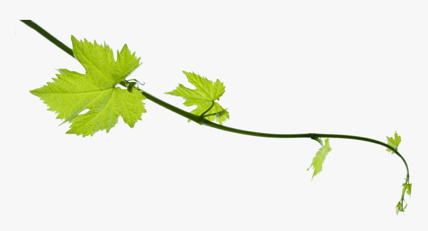Grape Vine Png - Transparent Grape Leaf Png, Png Download