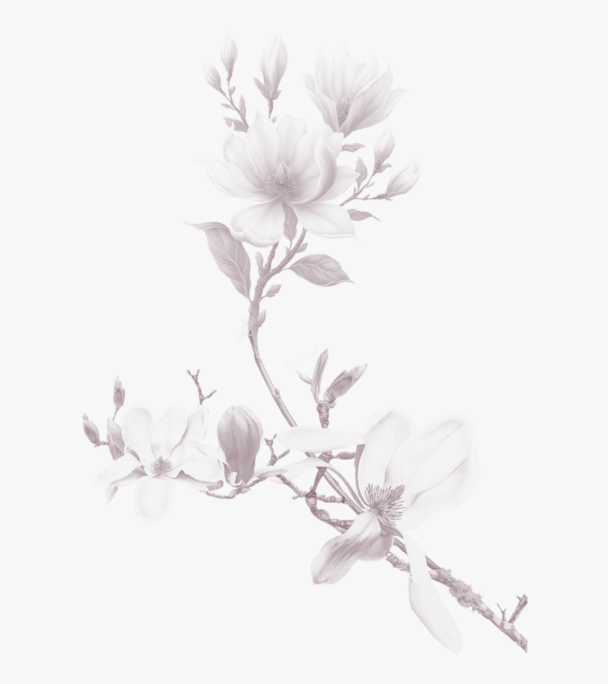 Rosa Glauca, HD Png Download