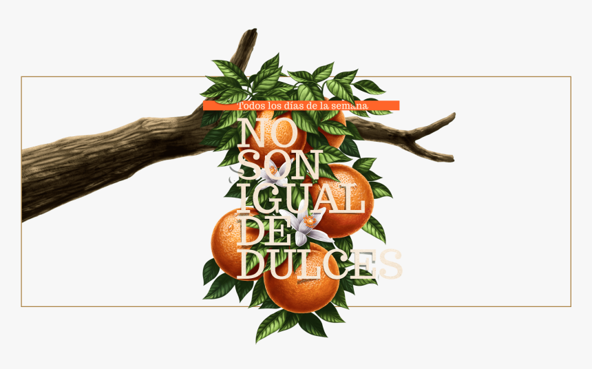 Arbol Naranjas Tunez - Seedless Fruit, HD Png Download