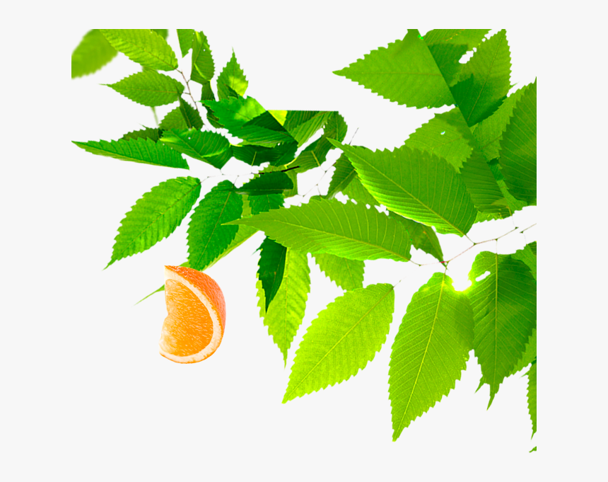 Elm, HD Png Download