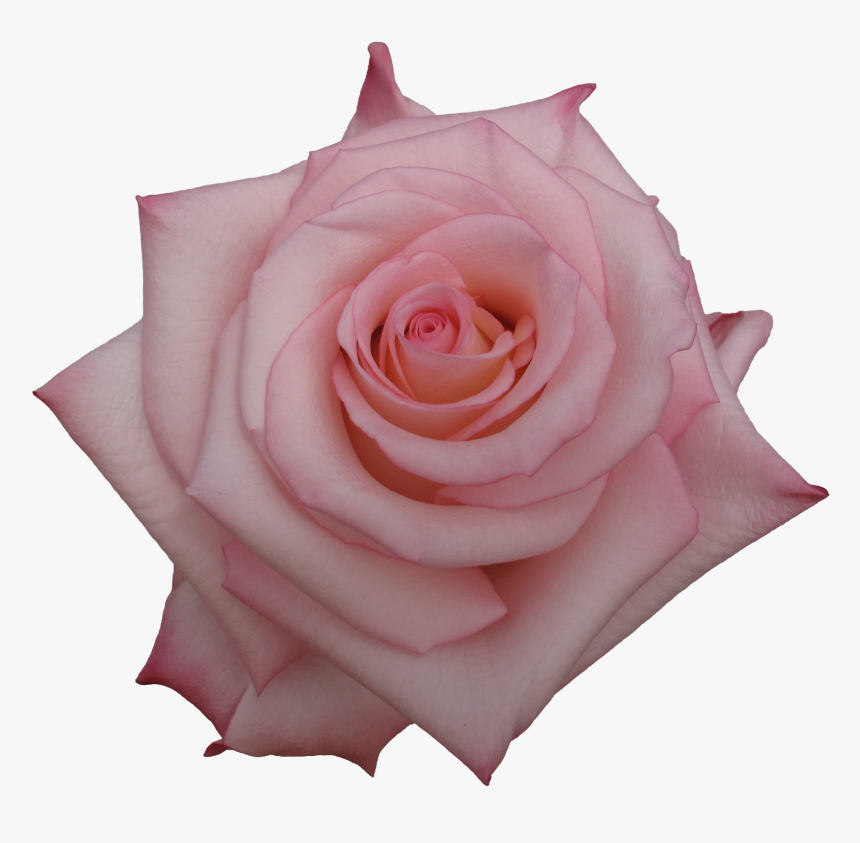 Garden Roses, HD Png Download