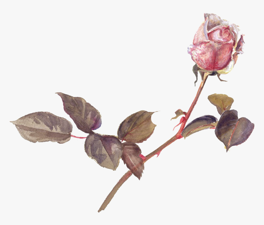 #vintage #roses #pinkrose #stems #thorns #pink #rosebud - Beatrix Potter Botanical Illustrations, HD Png Download