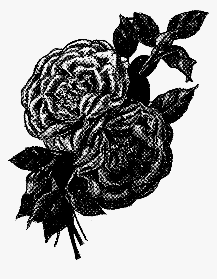 These Are All Pretty Vintage Rose Images With Leaves - Garden Roses, HD Png Download