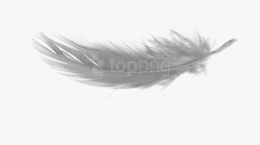 Feather - Transparent Background Feather Png, Png Download