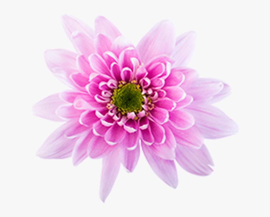 Click To Enlarge Image Pink Novelt Monalisa - Chrysanths, HD Png Download