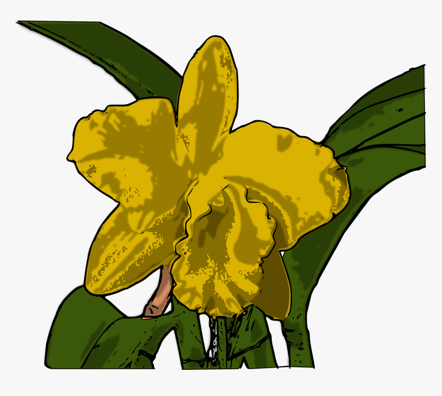 Orchids, HD Png Download