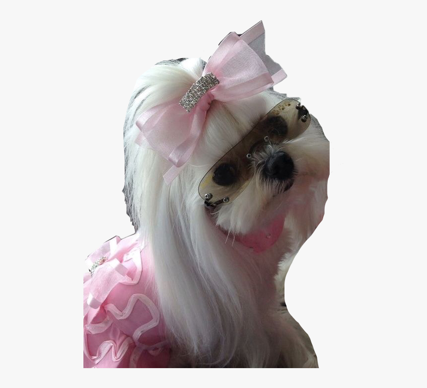 #maltese #princess #dog #doglover #dogday #poppy #cute - Maltese Dog With Sunglasses, HD Png Download