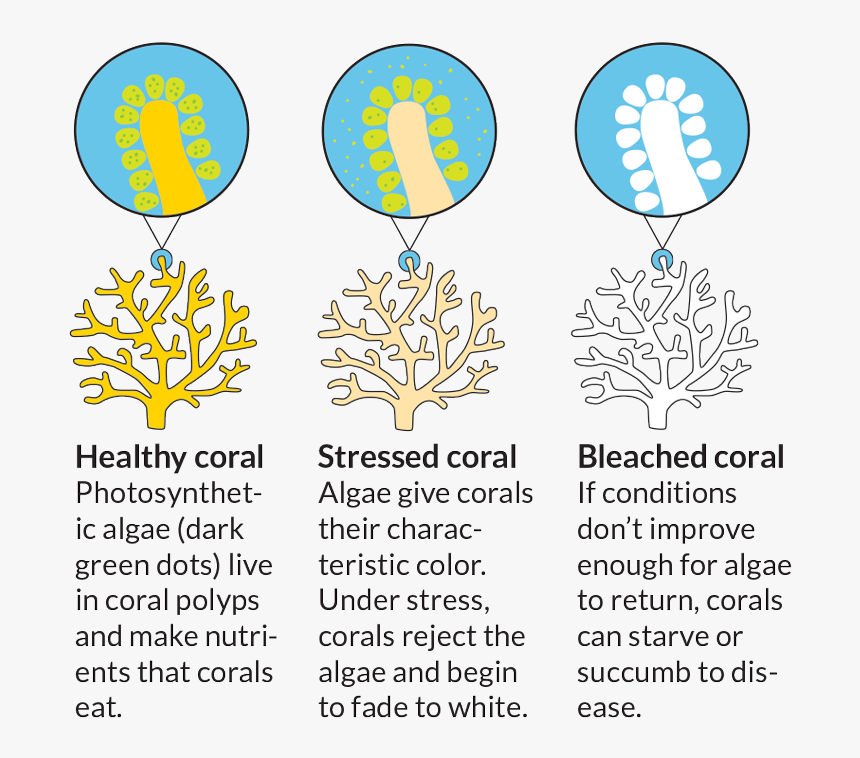 Bleached Kids And The - Coral Reef Bleaching Diagram, HD Png Download