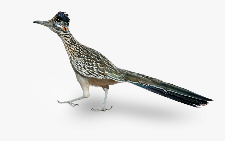 A Roadrunner Is A Native Bird To Phoenix Arizona - Road Runner Bird Png, Transparent Png