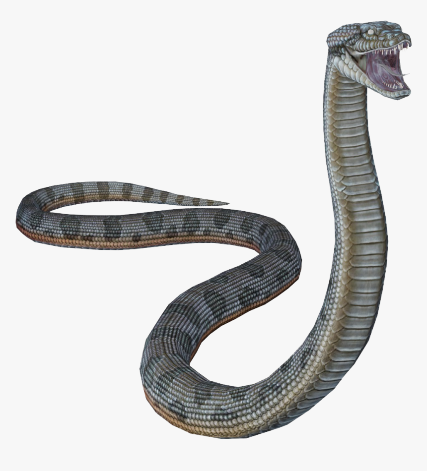 Anaconda Photo Background - Indian Cobra, HD Png Download