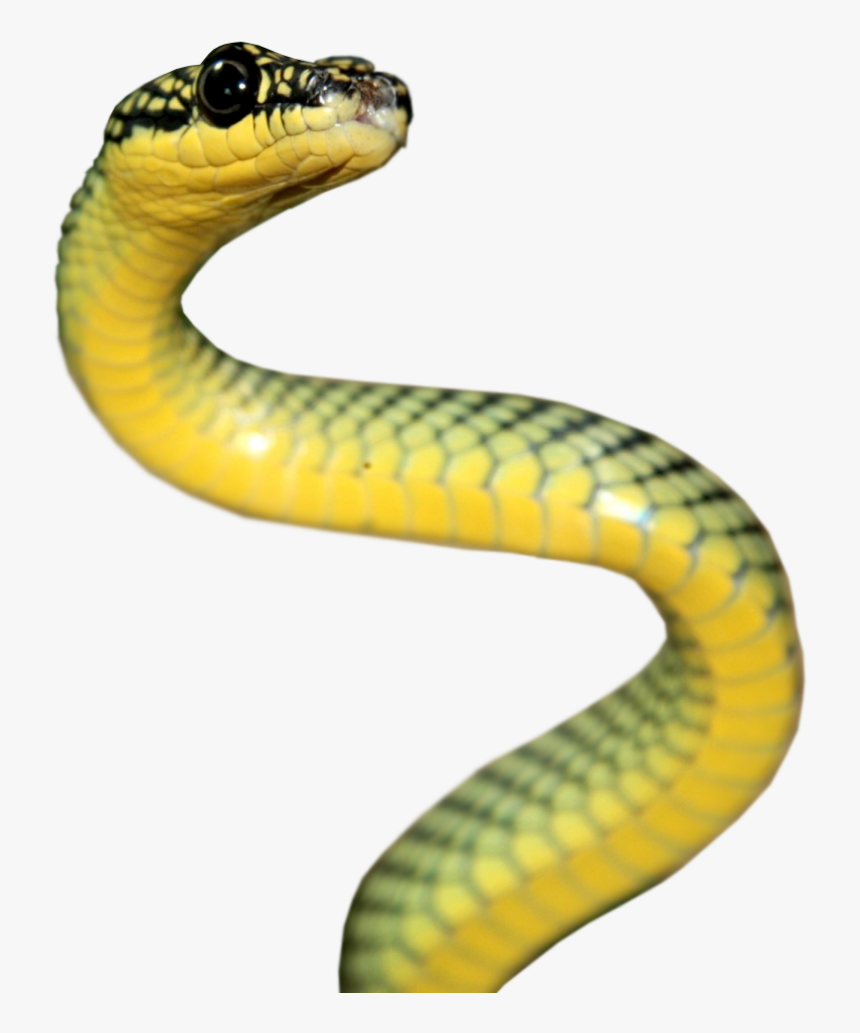 Rattlesnake Reptile Vipers Elapidae - Serpent Png, Transparent Png