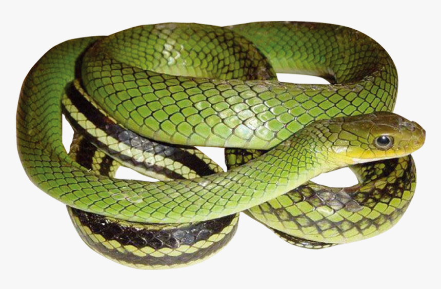 Green Snake With Transparent - Ptyas Nigromarginata, HD Png Download