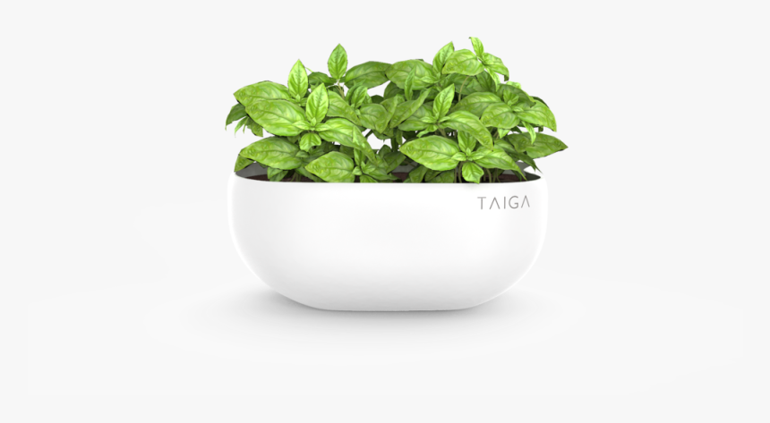 Basil Pot , Png Download - Basil Pot Png, Transparent Png